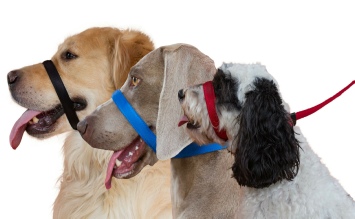 Dogs & Co Figure of 8 dog lead