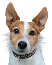 Leather Brothers Festive Diamante Dog Collars - Black