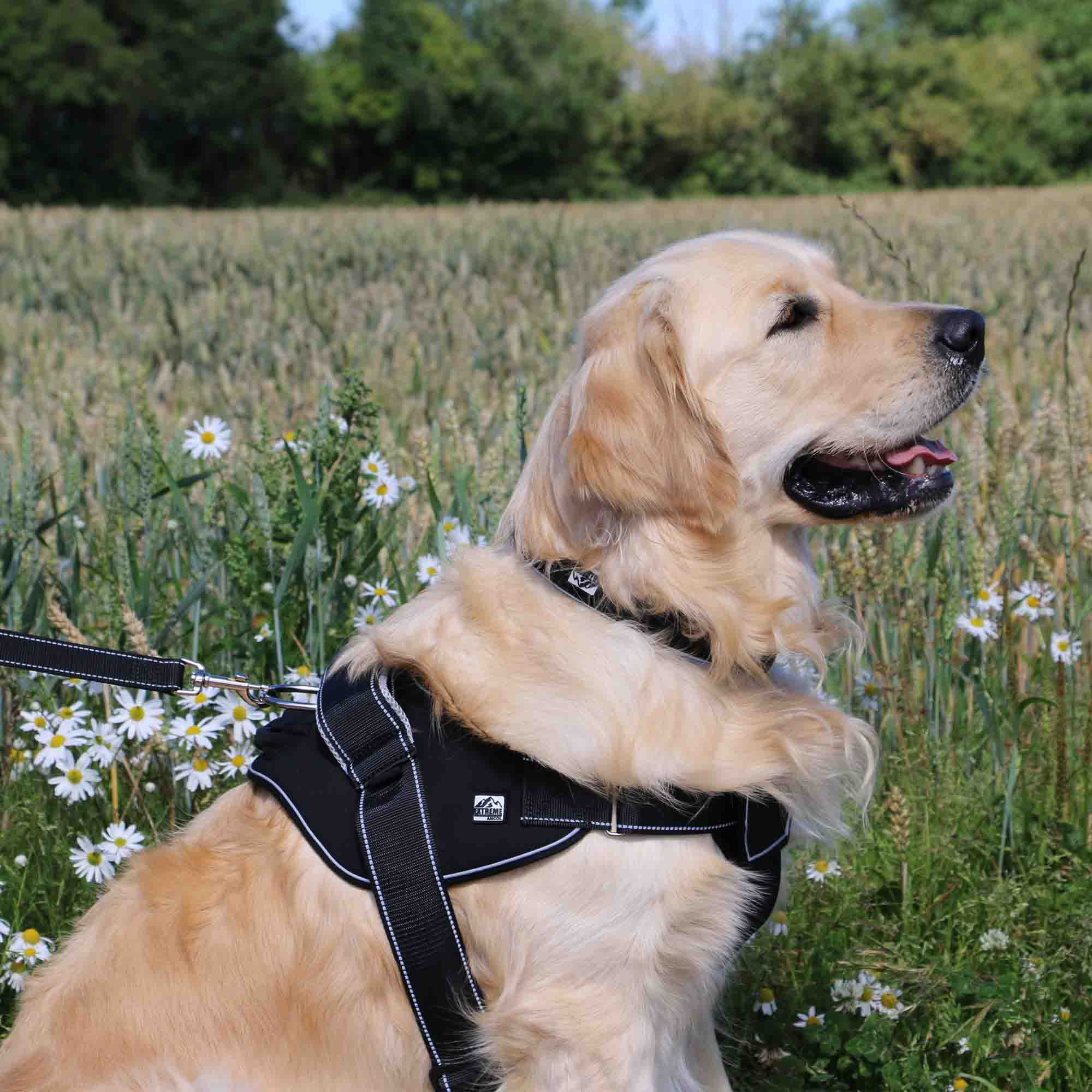 Extreme Harness for Dogs - Image 5