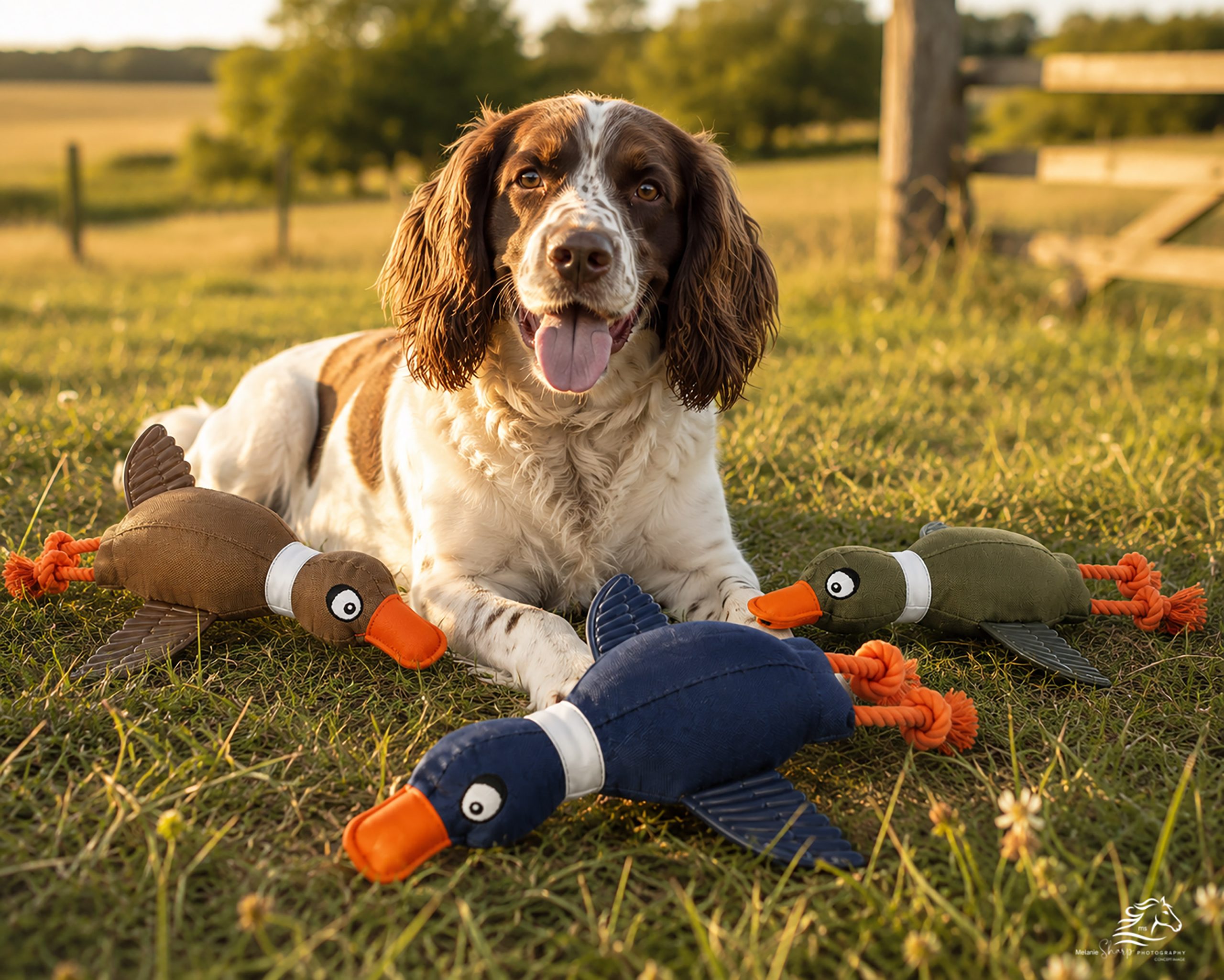 Throwing Duck with Rubber Wings Dog Toy - Image 2