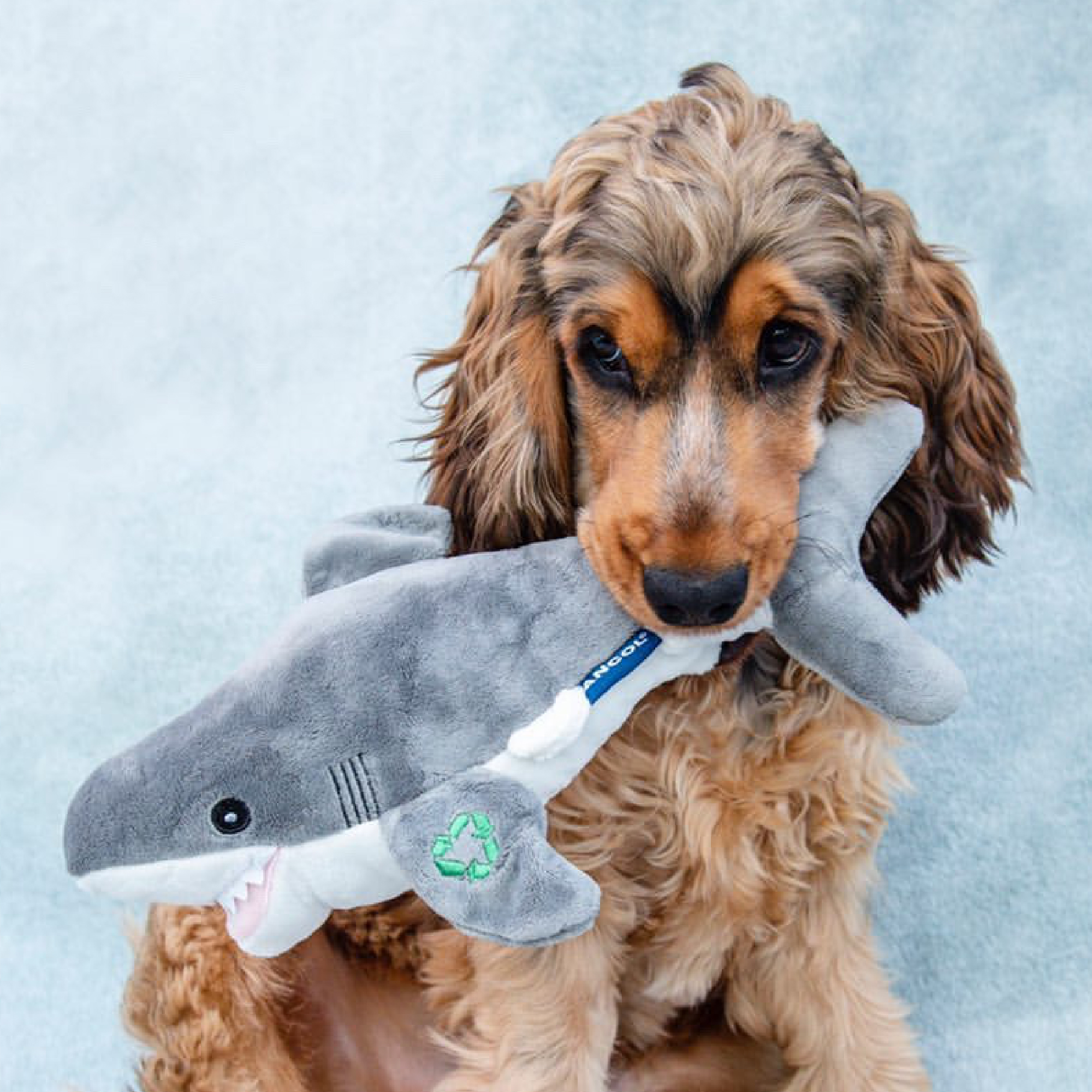 Sean the Shark Eco Dog Toy - Image 2