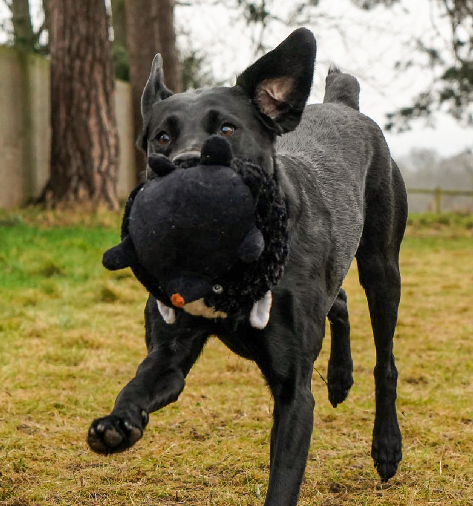 Woodland Creature Roundals Dog Toys - Image 3