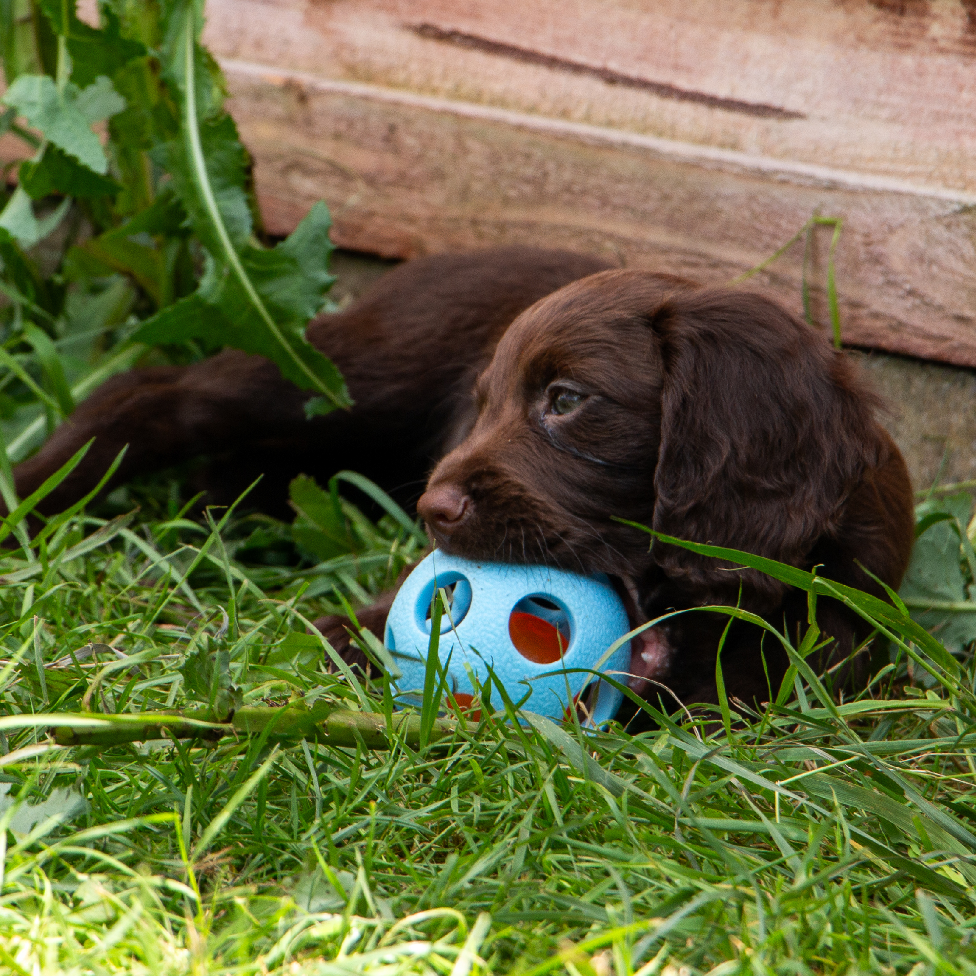 Flashing Light Up Dog Toy - Image 6