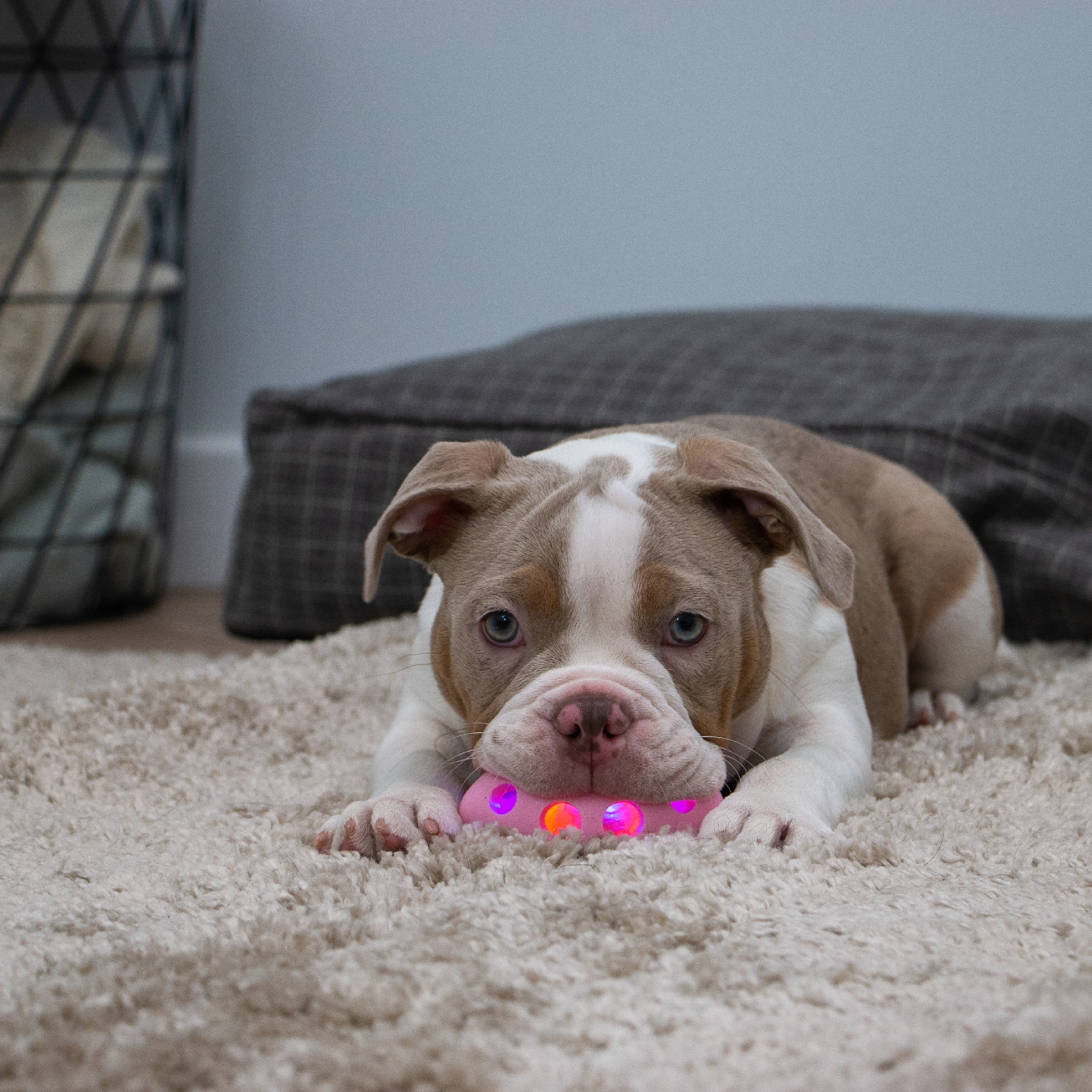 Flashing Light Up Dog Toy - Image 8