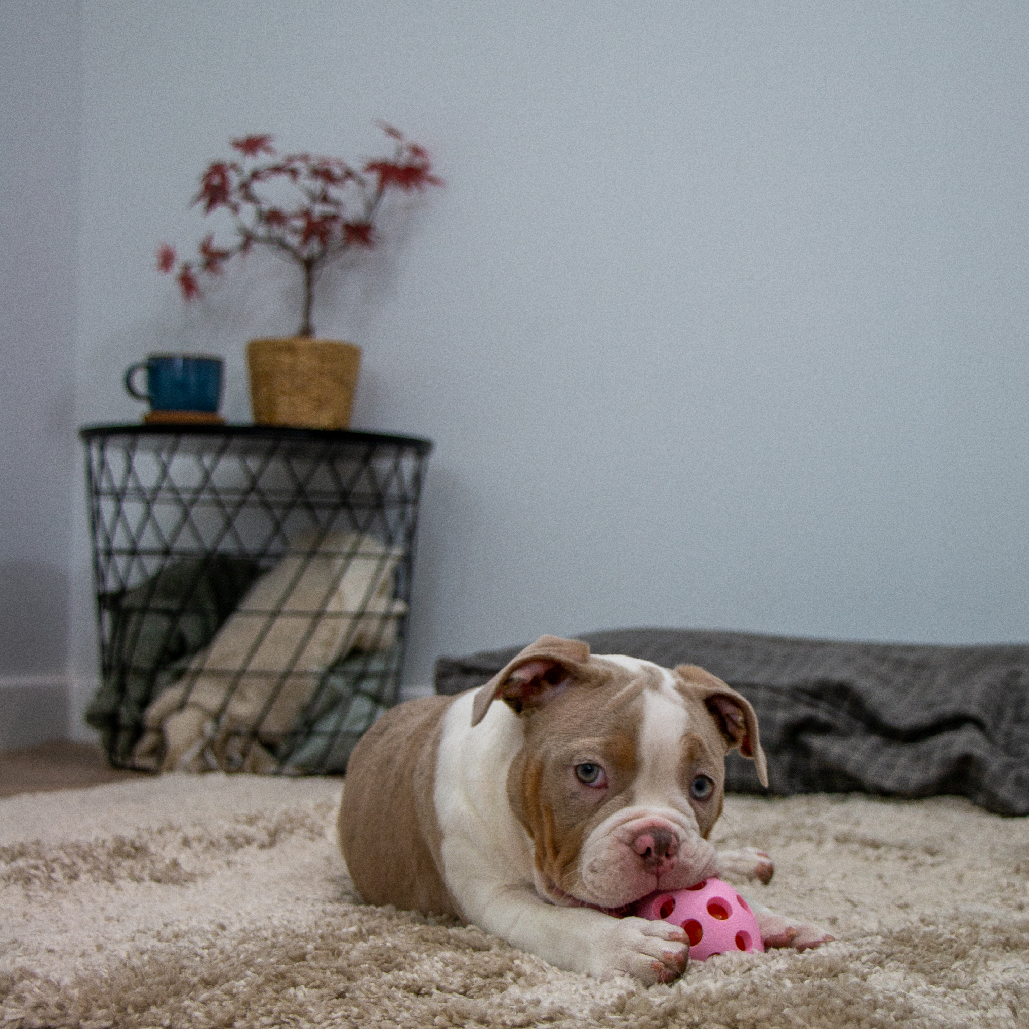 Flashing Light Up Dog Toy - Image 2