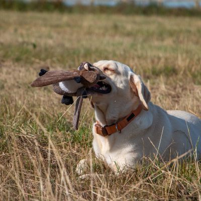 Dusky Bat Dog Toy