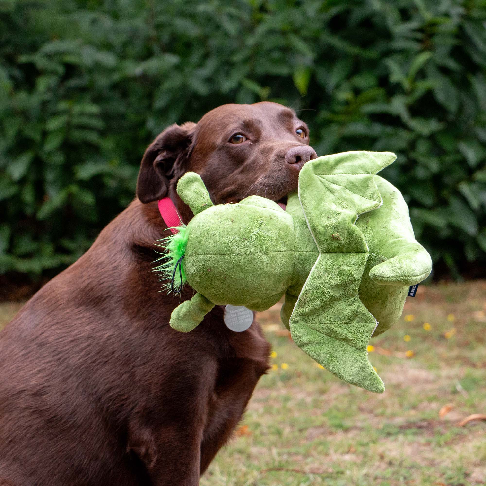 Dragon Dog Toy - Image 2