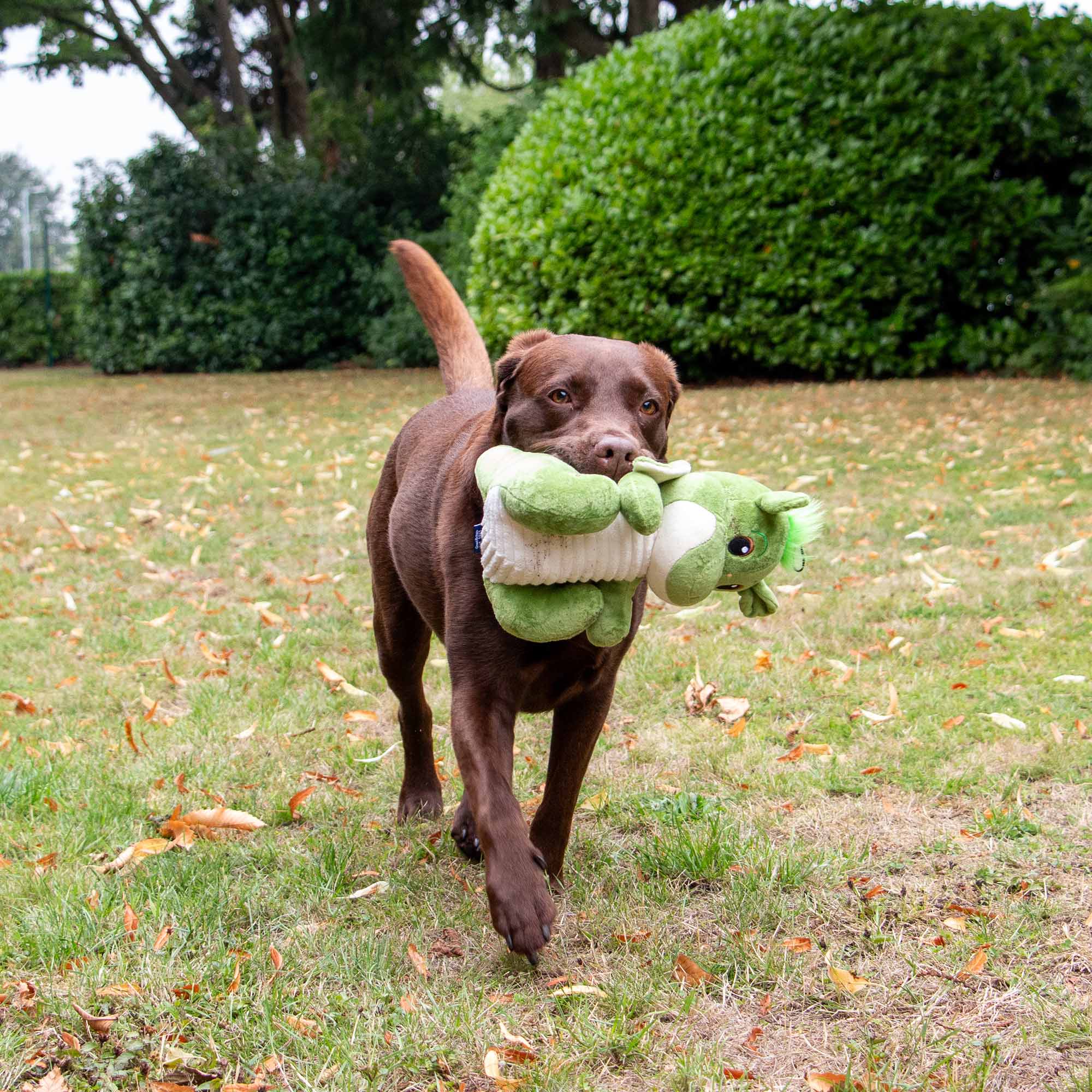 Dragon Dog Toy - Image 4