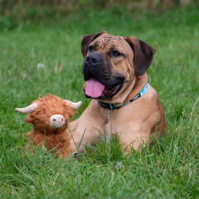 Hamish the Highland Cow Dog Toy