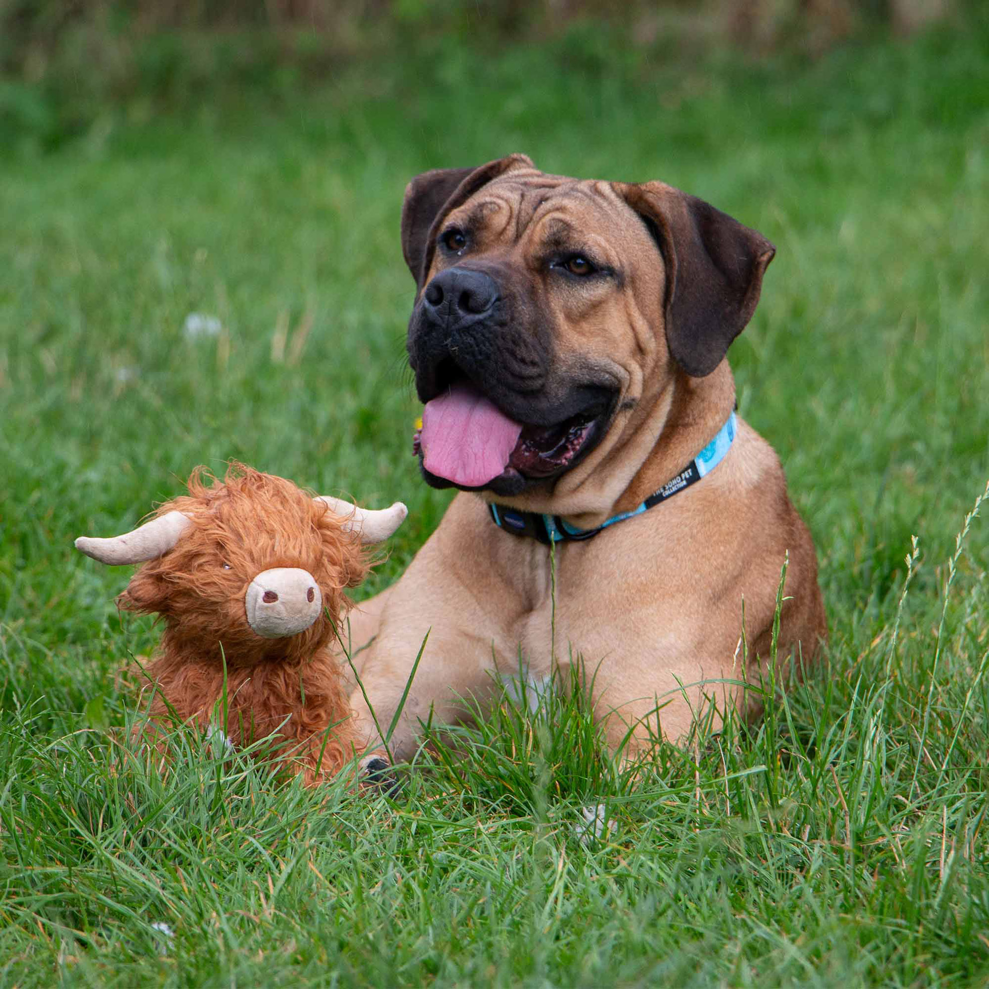 Hamish the Highland Cow Dog Toy - Image 2