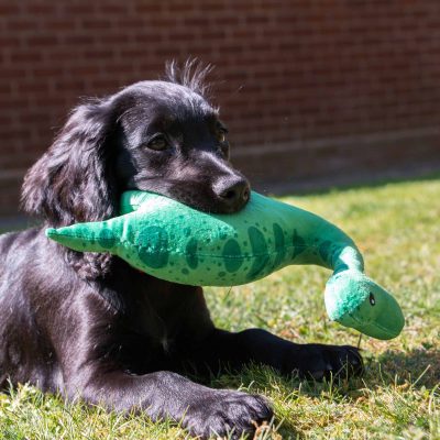 Little Dino Dog Toy