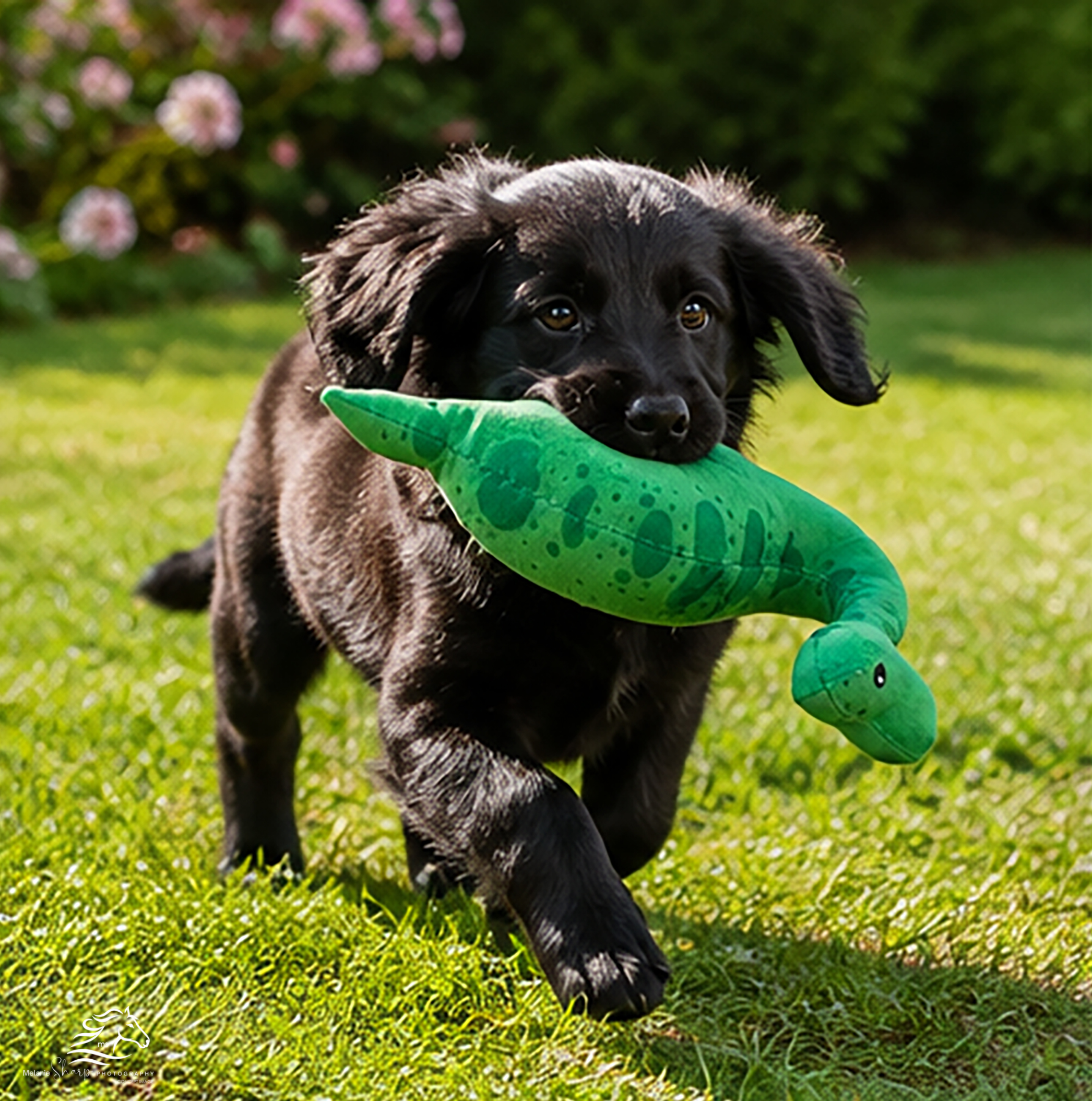 Little Dino Dog Toy - Image 8