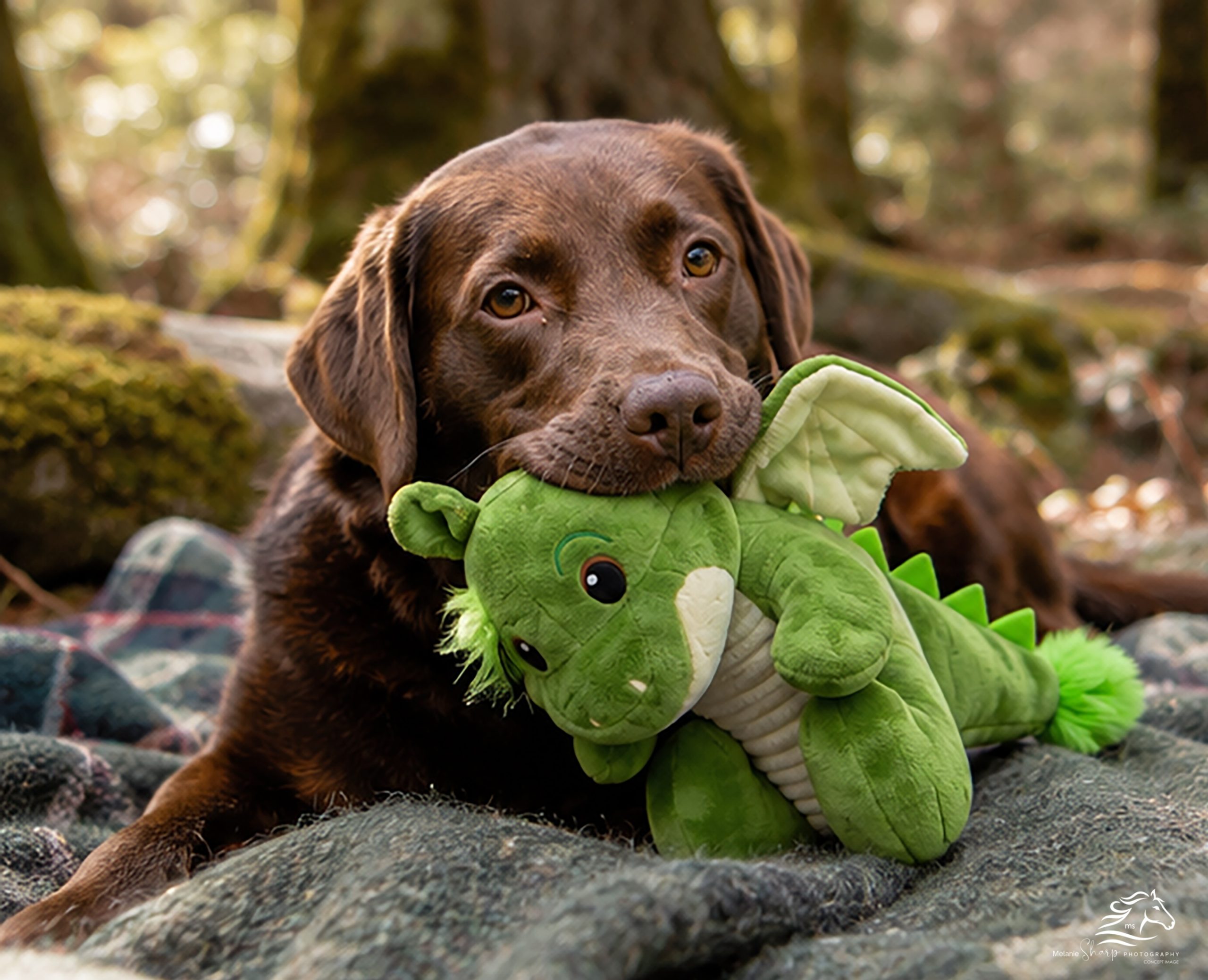 Dragon Dog Toy - Image 10