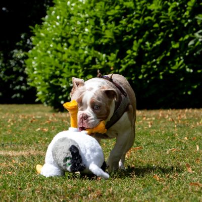 Steven The Seagull Eco Dog Toy