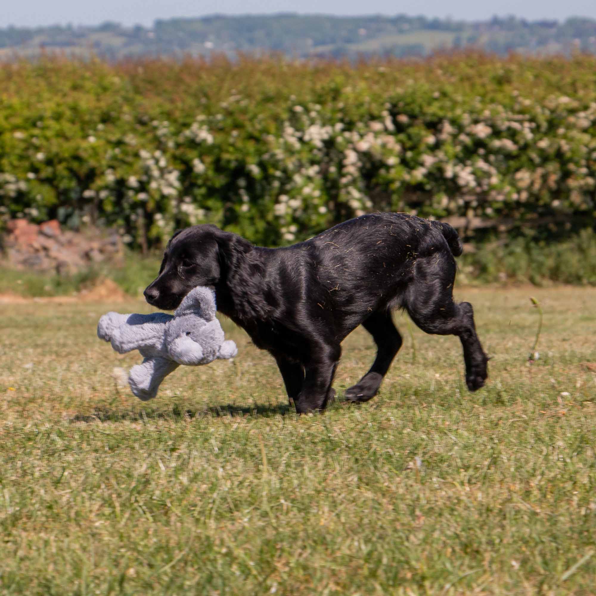 Little Elephant Dog Toy - Image 3