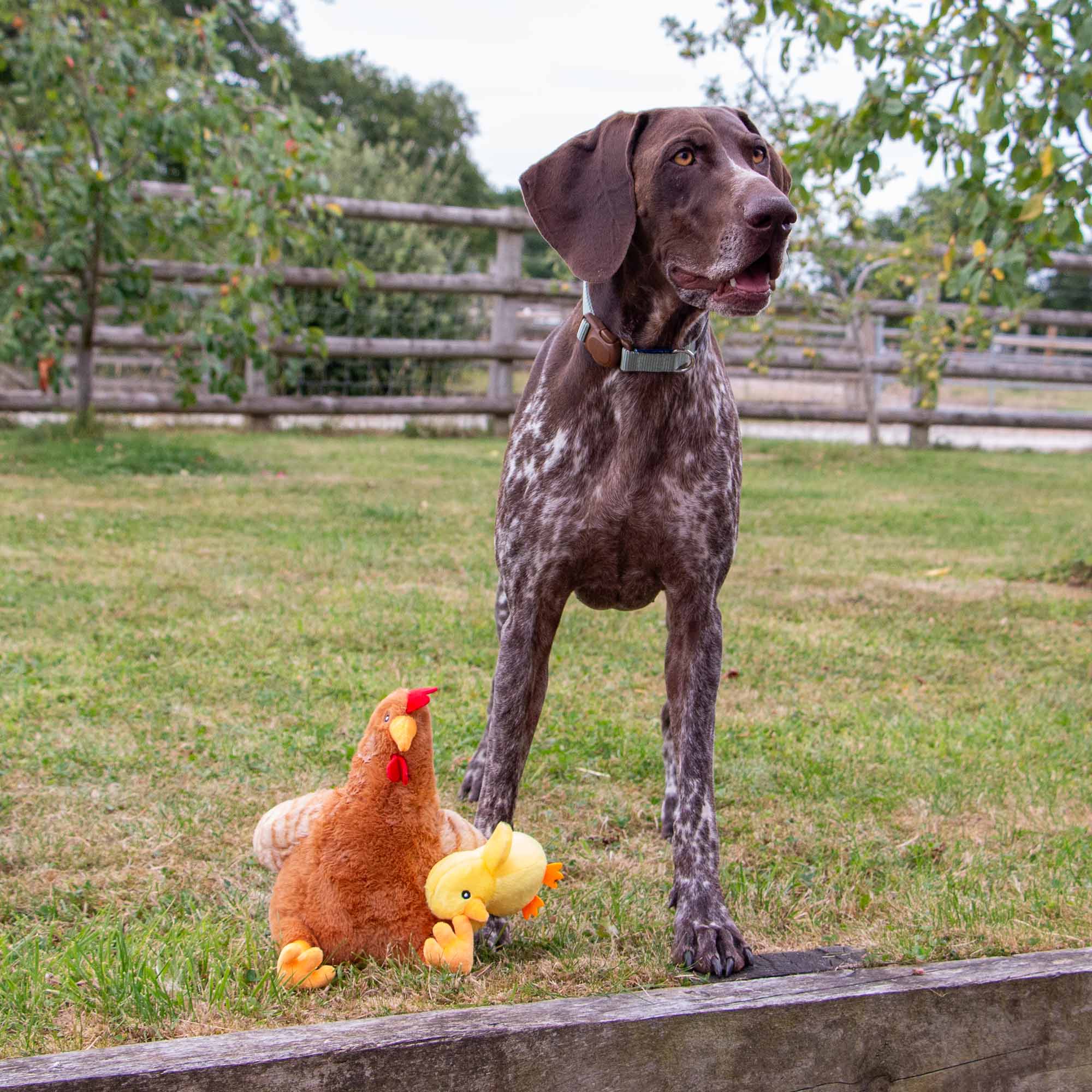 Hen and Chick 2-1 Dog Toy - Image 2