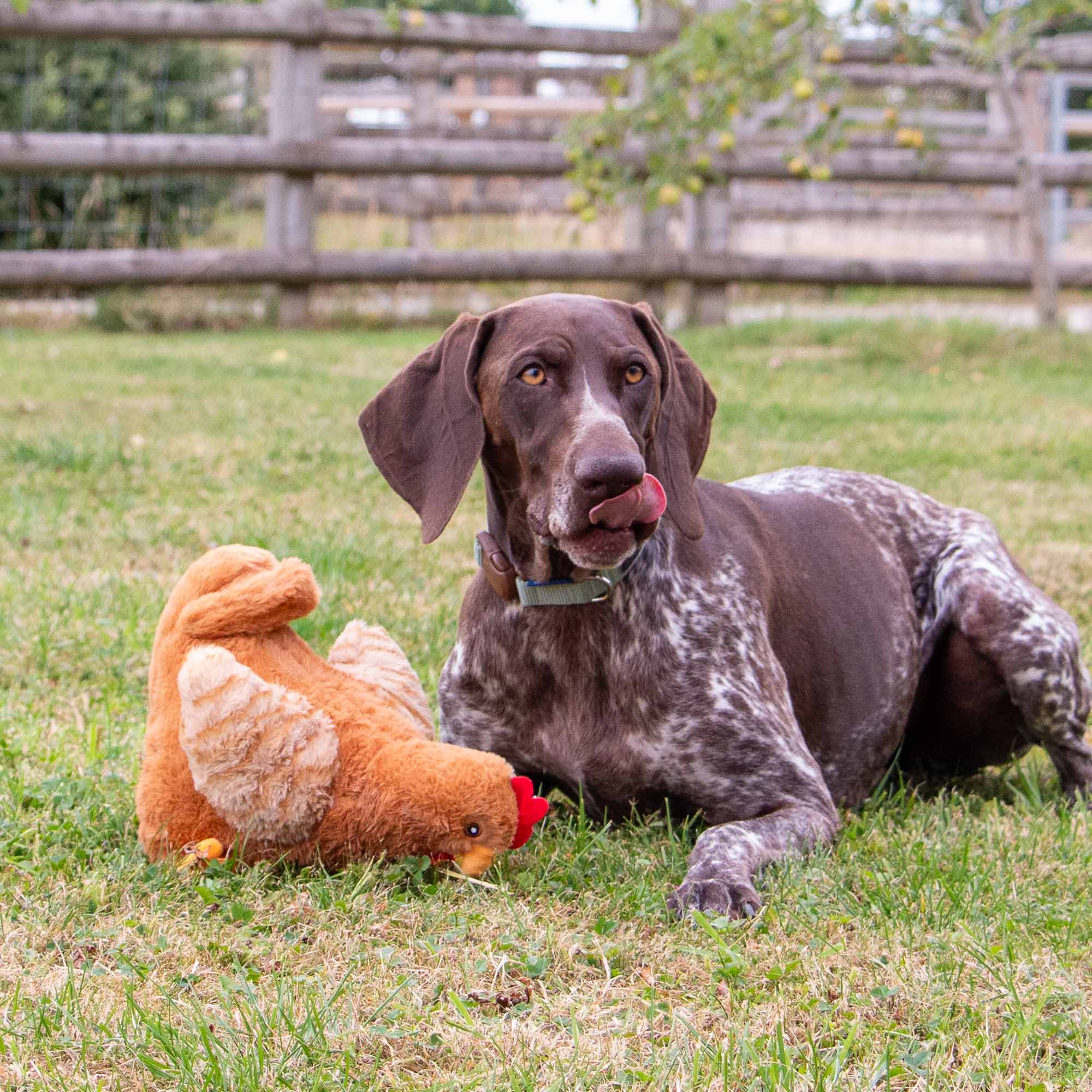 Hen and Chick 2-1 Dog Toy - Image 5