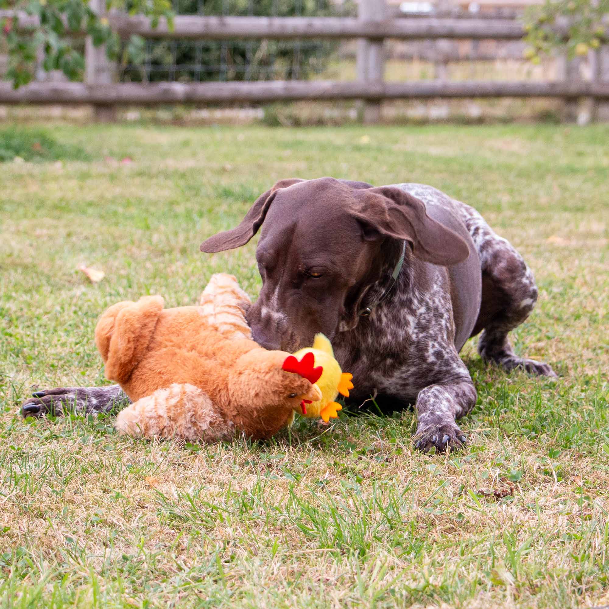 Hen and Chick 2-1 Dog Toy - Image 4