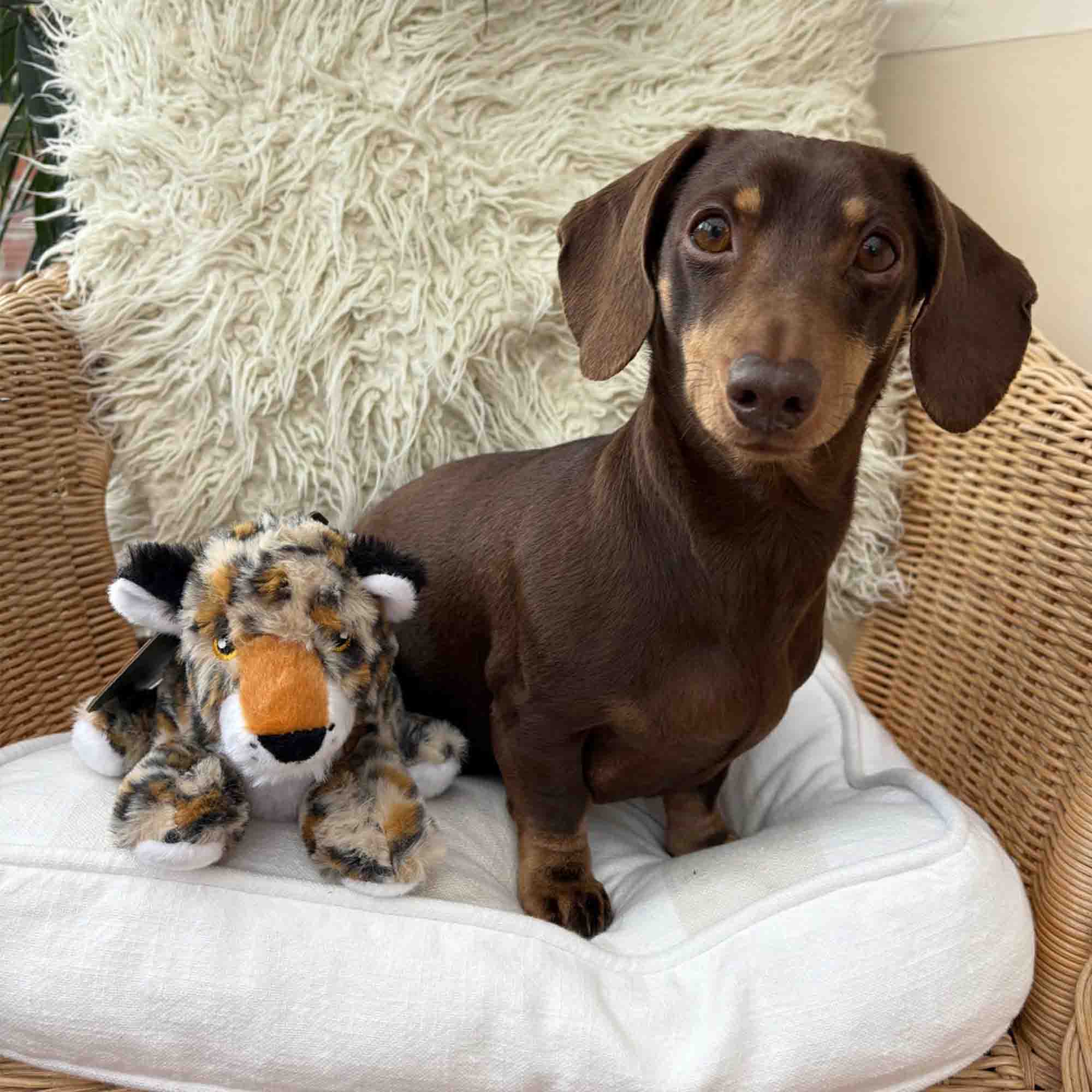 Lola the Leopard Mini Eco Dog Toy - Image 2
