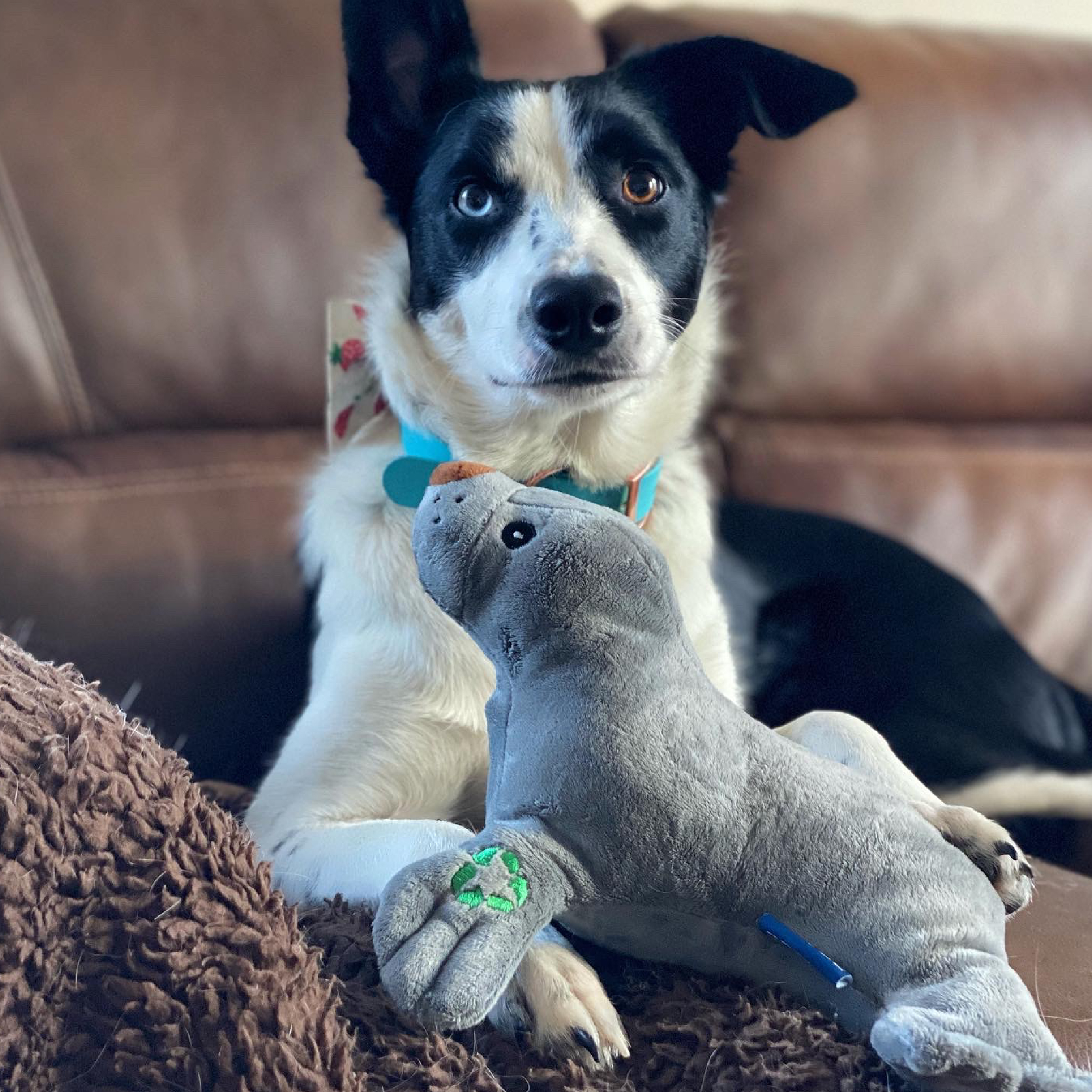 Sammy the Seal Eco Dog Toy - Image 4
