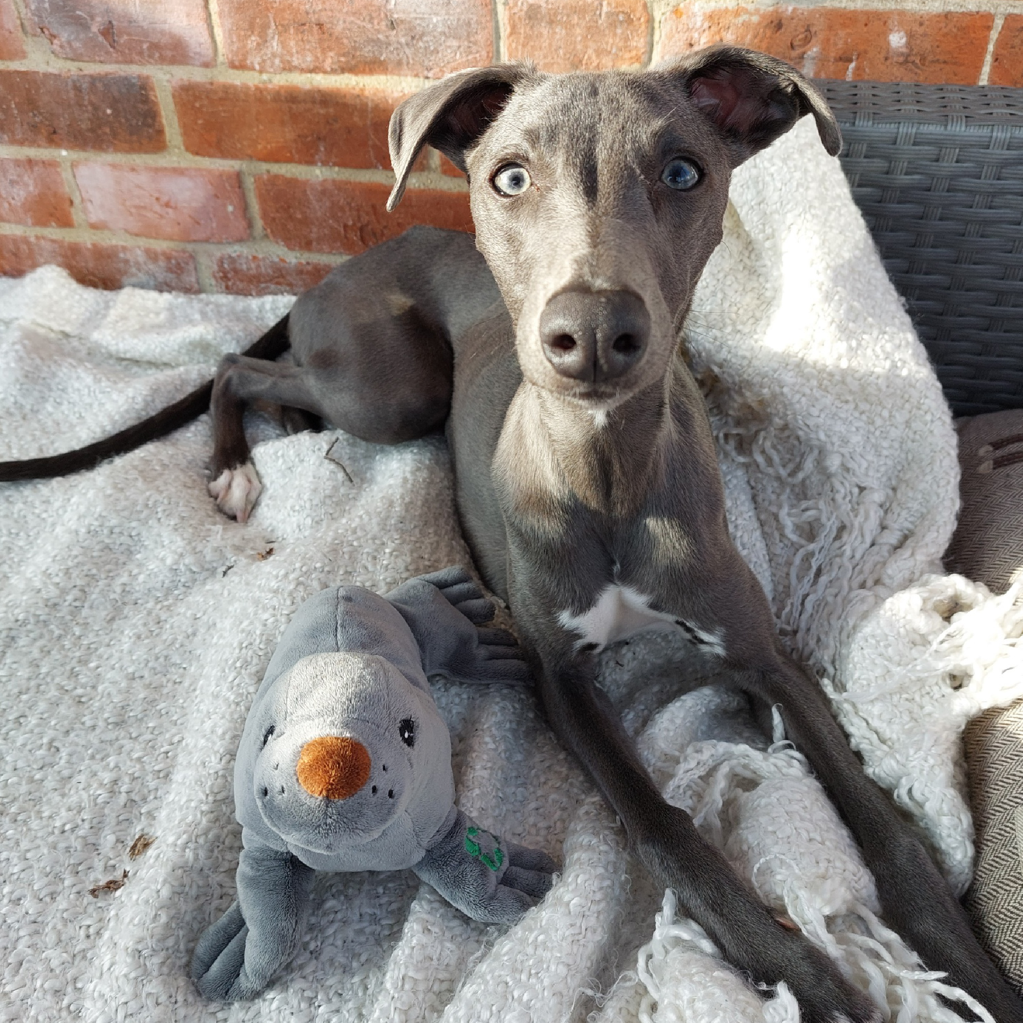 Sammy the Seal Eco Dog Toy - Image 2