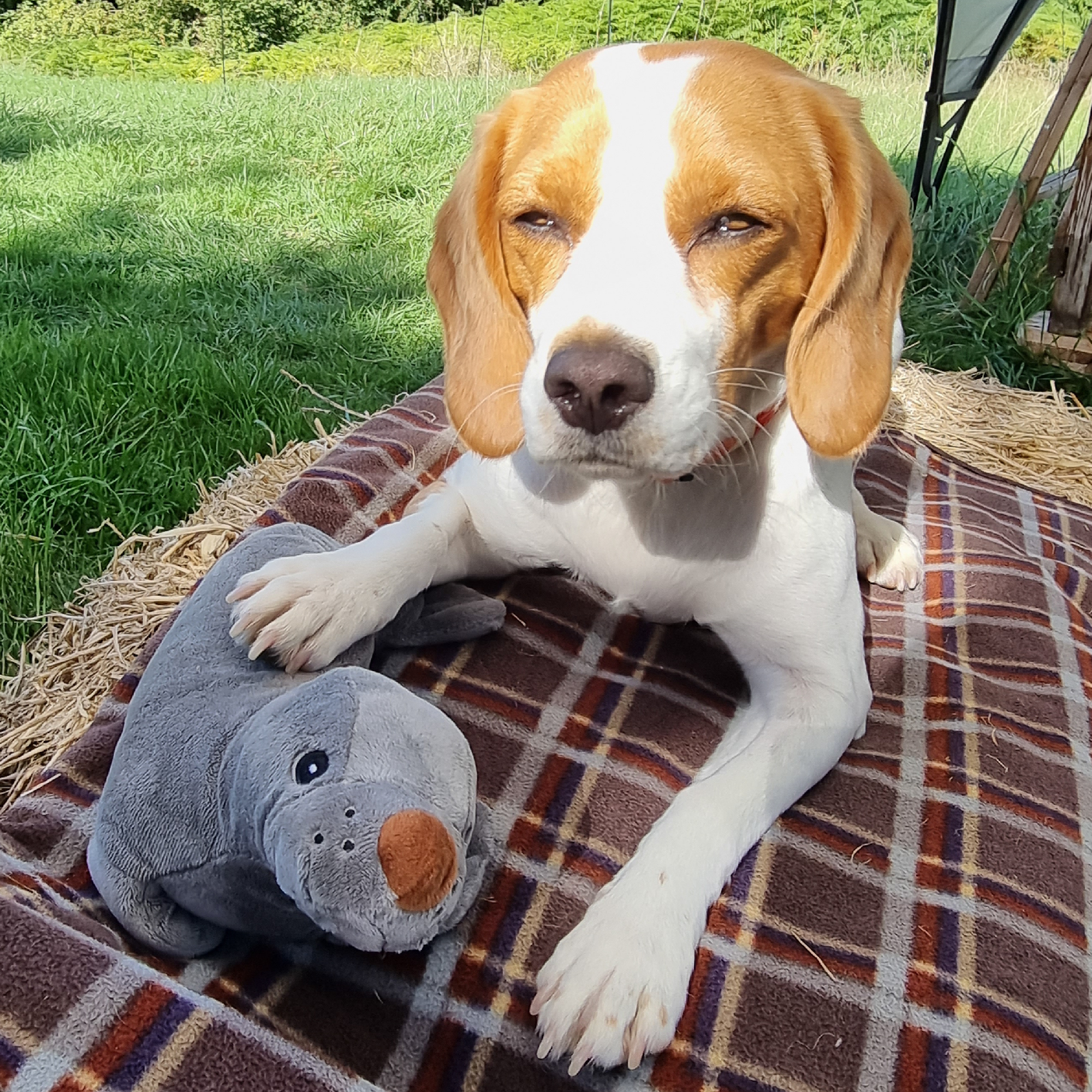 Sammy the Seal Eco Dog Toy - Image 3
