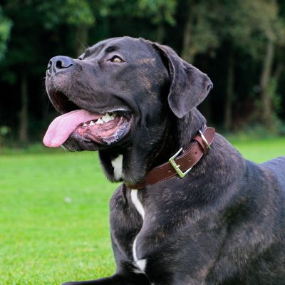 Padded British Leather Dog Collars