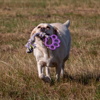 Ropey Paw Dog Toy