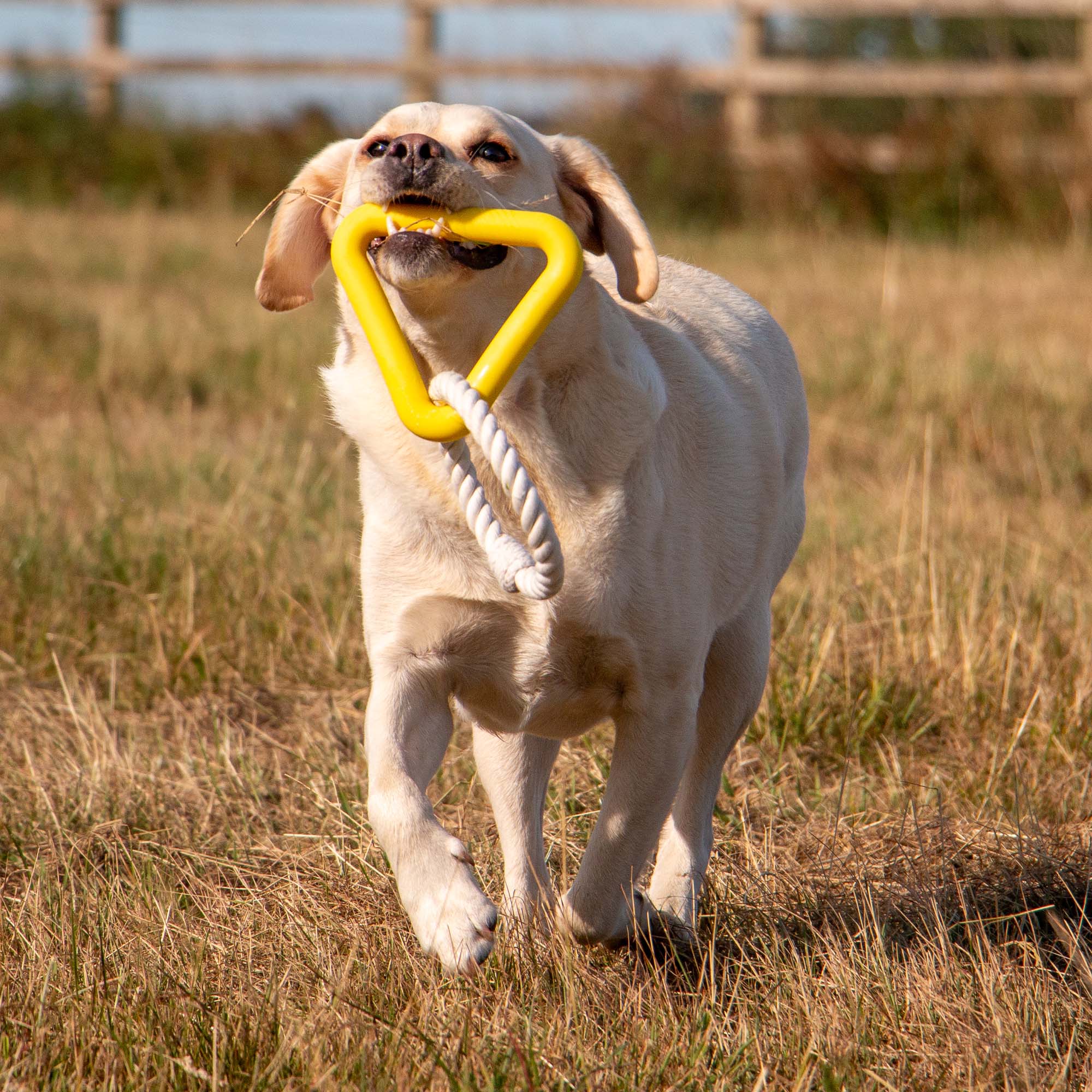Ropey Triangle Dog Toy - Image 5