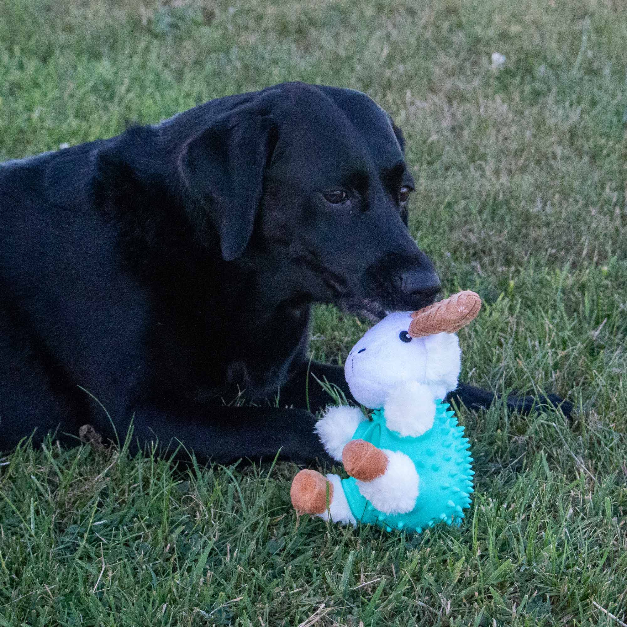 Treat Belly Ram Dog Toy - Image 5