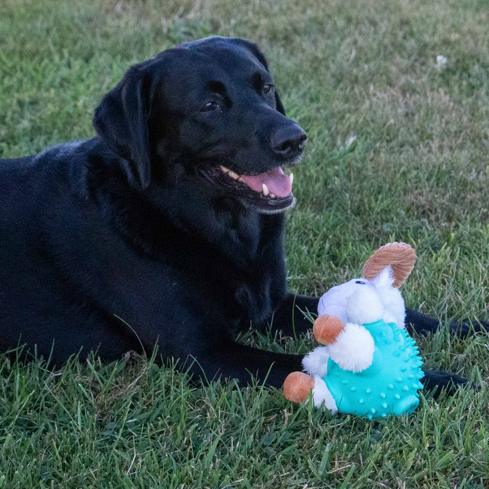 Treat Belly Ram Dog Toy - Image 3