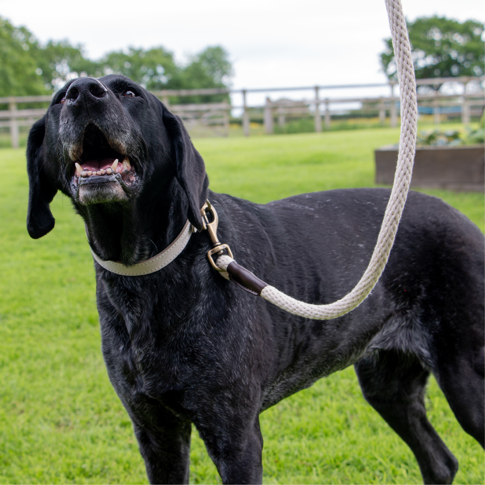 Tradition Country White Dog Rope Leads - Image 5