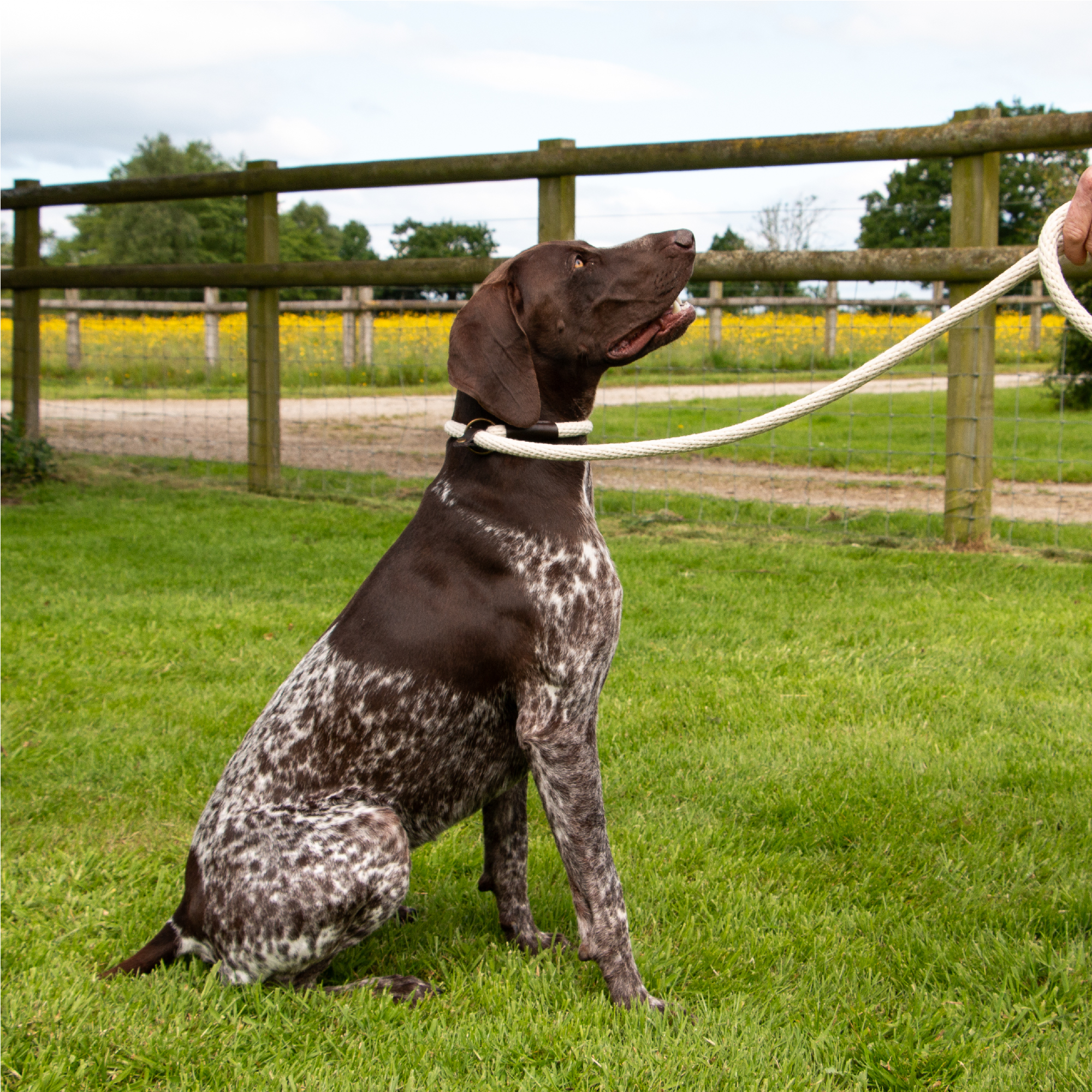 Tradition Country White Dog Rope Leads - Image 3
