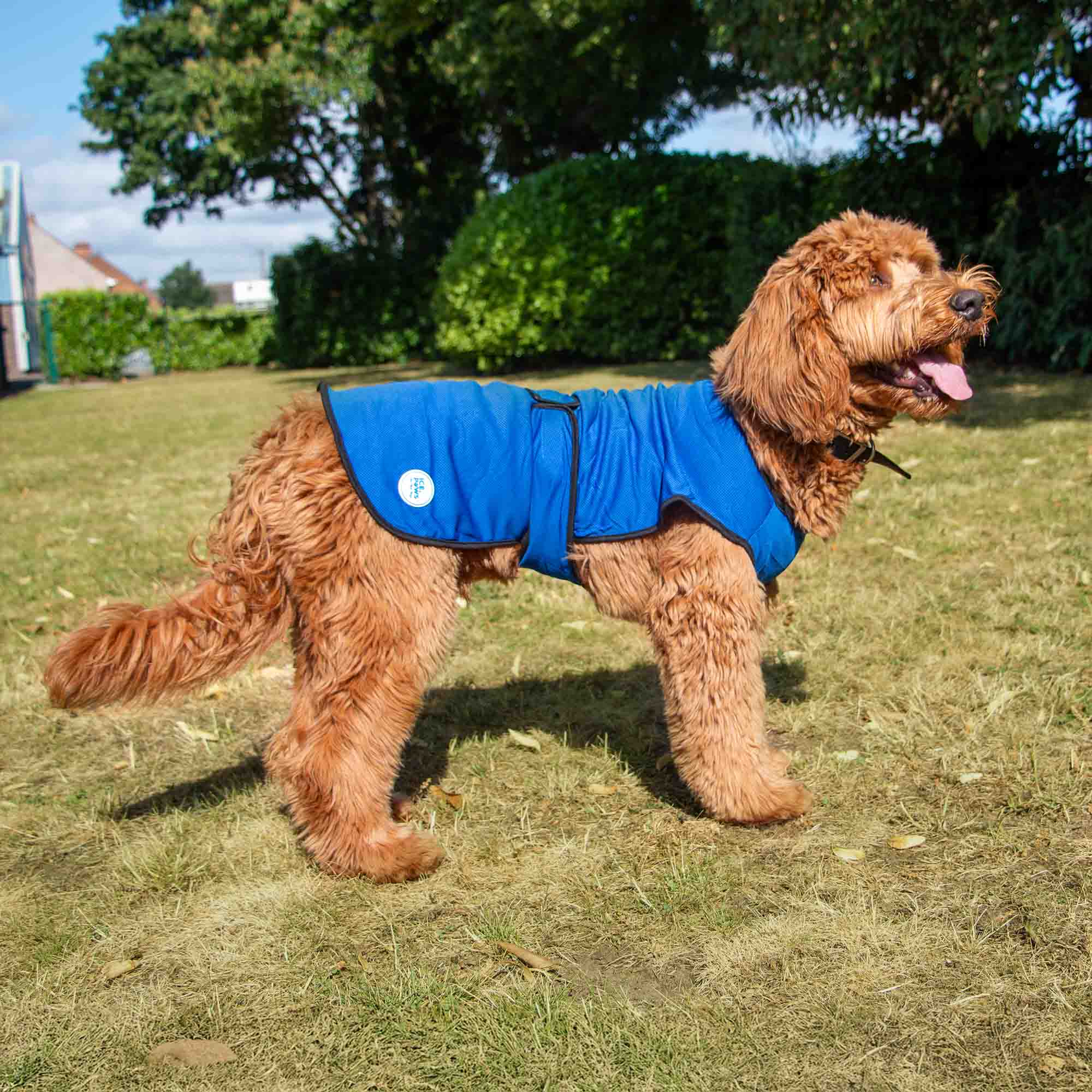 Dog Cooling Coats - Image 2