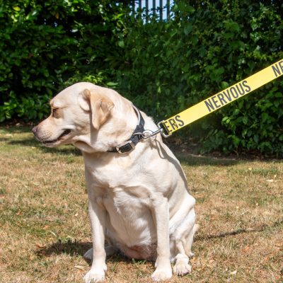 Awareness Dog Leads