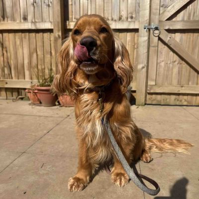 Tweed Dog Leads
