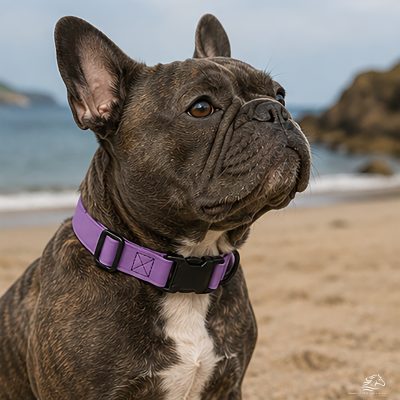 Purple Biothane Dog Collars